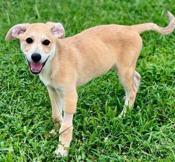 PUPPY MR.TUBBS -  Labrador Retriever Dog for Adoption in Franklin, Tennessee - PUPPY MR.TUBBS | PetCurious