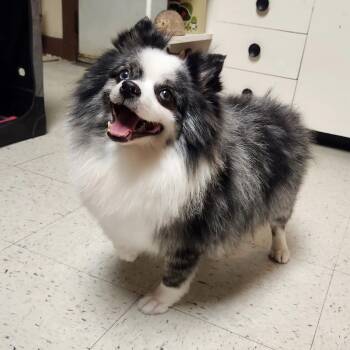 Pomeranian Dogs Available for Adoption - Blake | PetCurious