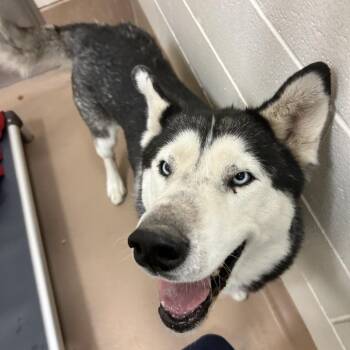 Maxi -  Siberian Husky Dog for Adoption in Reno, Nevada - Maxi | PetCurious