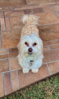 Maltese and Poodle Dogs Available for Adoption in San Diego, California - Boots | PetCurious