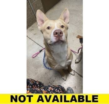 Rescue Mixed Breed Dogs for Adoption in Eugene, Oregon - Blue | PetCurious