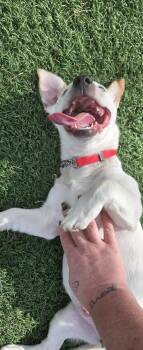 Mixed Breed Dogs Available for Adoption - Boop | PetCurious