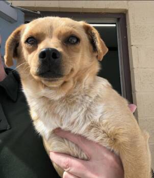 Maggie -  Chihuahua and Papillon Dog Available for Adoption in Thompson Falls, Montana - Maggie | PetCurious