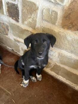 ALANA -  Mixed Breed Dog for Adoption in Dallas, Texas - ALANA | PetCurious