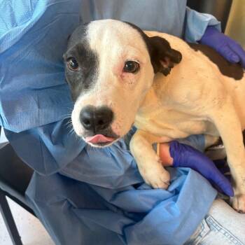 Mixed Breed Dogs Available for Adoption in Huntington, West Virginia - Pandora | PetCurious
