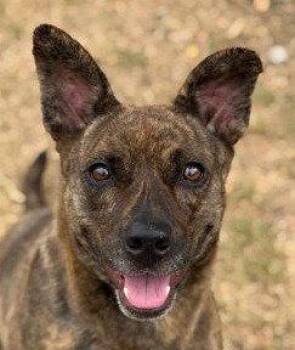 Kira Flor -  Terrier Dog for Adoption in Bloomfield, Connecticut - Kira Flor | PetCurious