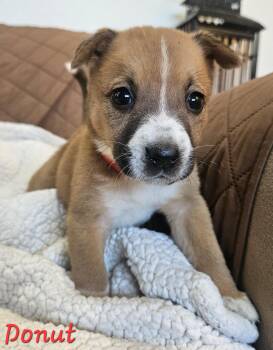 Donut -  Jack Russell Terrier and Cattle Dog Dog for Adoption in Galt, California - Donut | PetCurious