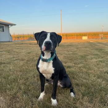 Rescue Pit Bull Terrier Dogs for Adoption - Minnie | PetCurious