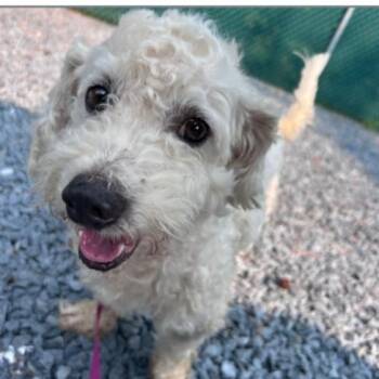 Doodle -  Poodle Dog for Adoption in Columbia, South Carolina - Doodle | PetCurious