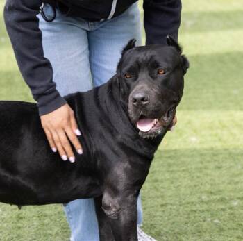 Cane Corso Dogs Available for Adoption in Glendale, Arizona - Tamara | PetCurious