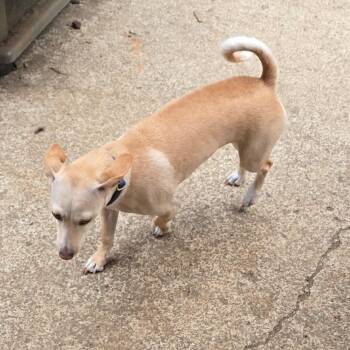 Henry -  Chihuahua and Poodle Dog for Adoption in Lakehead, California - Henry | PetCurious