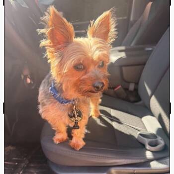 Bentley (Benefactor Dog) -  Yorkshire Terrier Dog for Adoption in New Orleans, Louisiana - Bentley (Benefactor Dog) | PetCurious