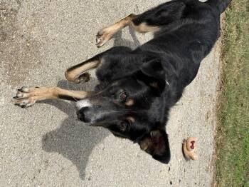 Bear -  German Shepherd Dog Dog for Adoption in Fayetteville, West Virginia - Bear | PetCurious