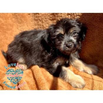 Chipmunks Litter -  Maltipoo and Terrier Dog for Adoption in Inglewood, California - Chipmunks Litter | PetCurious