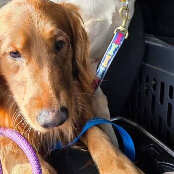 Breezy -  Golden Retriever Dog for Adoption in Goltry, Oklahoma - Breezy | PetCurious