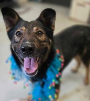 Rescue German Shepherd Dog Dogs for Adoption in Brookings, Oregon - Hugh | PetCurious