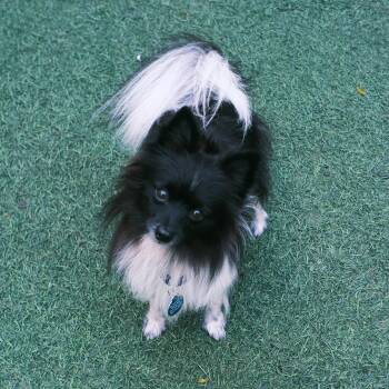 Oreo -  Pomeranian Dog for Adoption - Oreo | PetCurious