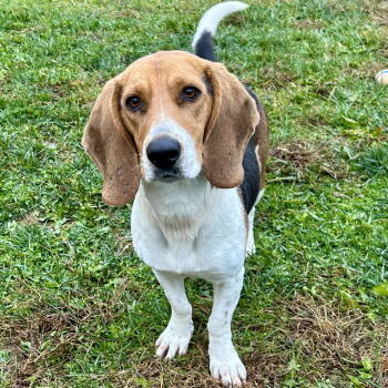 Rescue Basset Hound and Beagle Dogs for Adoption in Cincinnati, Ohio - Lady 2025 | PetCurious