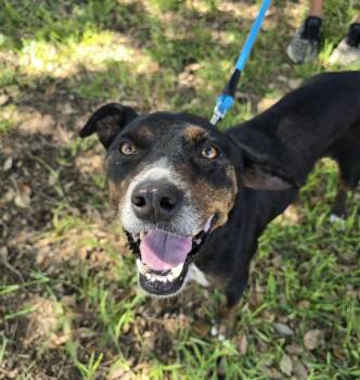 Lady -  Shepherd Dog for Adoption in San Antonio, Texas - Lady | PetCurious