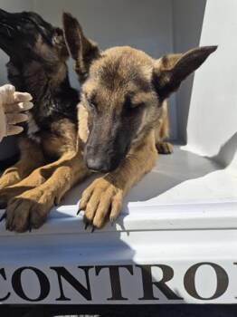 German Shepherd Dog Dogs Available for Adoption - A650869 | PetCurious