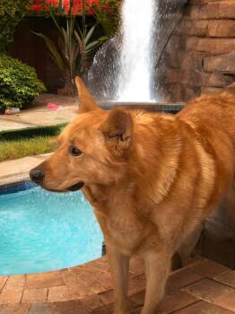 Chow Chow Dogs Available for Adoption - Baba | PetCurious