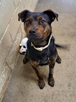 Labrador Retriever and Mixed Breed Dogs Available for Adoption in Easton, Maryland - ZOE | PetCurious