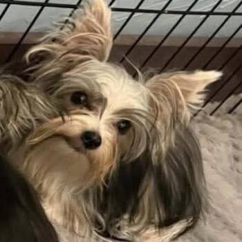 Yorkshire Terrier Dogs Available for Adoption - Turnip | PetCurious