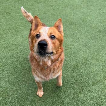 Tug Boat -  Cattle Dog Dog for Adoption in Parkersburg, West Virginia - Tug Boat | PetCurious