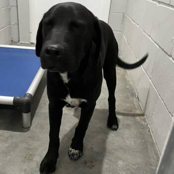 Black Labrador Retriever and Great Dane Dogs Available for Adoption in Richmond Hill, Georgia - Bert | PetCurious