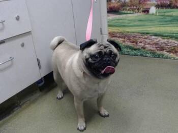 CLARENCE -  Pug and Mixed Breed Dog for Adoption in Moreno Valley, California - CLARENCE | PetCurious