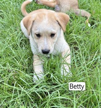 Great Pyrenees Dogs Available for Adoption in Manchester, Connecticut - Betty 1 | PetCurious