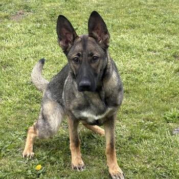 German Shepherd Dog Dogs Available for Adoption in Napoleon, Ohio - Maggie 9D26 | PetCurious