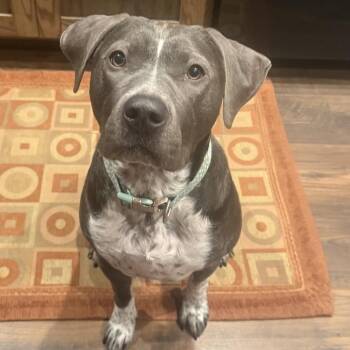 Pit Bull Terrier and Cattle Dog Dogs Available for Adoption - Dotty D10840 | PetCurious