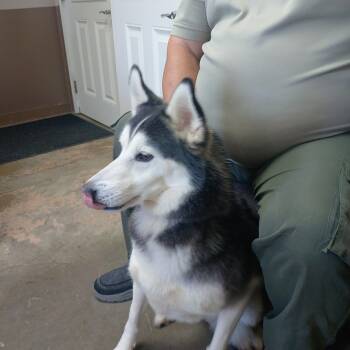 26-118 -  Husky Dog for Adoption in Carrollton, Ohio - 26-118 | PetCurious