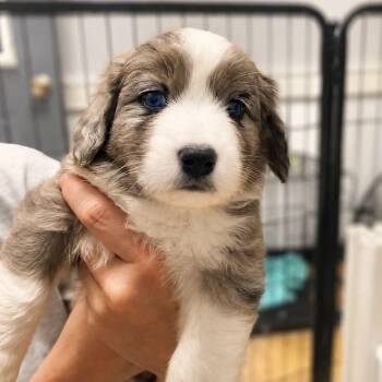 CASSIAN -  Shepherd and Goldendoodle Dog for Adoption in Cranston, Rhode Island - CASSIAN | PetCurious
