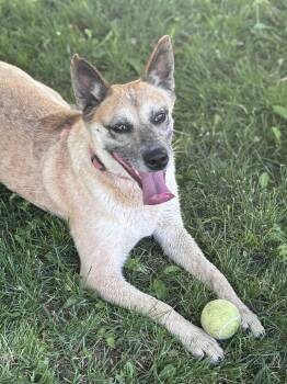 Rescue Cattle Dog Dogs for Adoption in Huson, Montana - Queenie | PetCurious