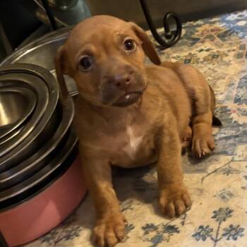 Marigold *adoption pending* -  Dachshund Dog for Adoption - Marigold *adoption Pending* | PetCurious