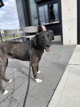 Shepherd Dogs Available for Adoption - Leah  | PetCurious