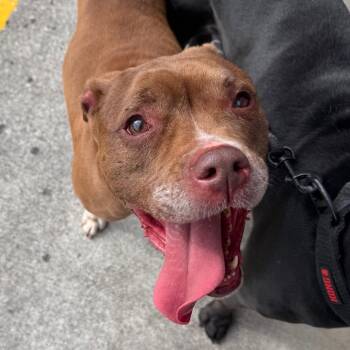 Athena -  Terrier Dog for Adoption in Clearwater, Florida - Athena | PetCurious