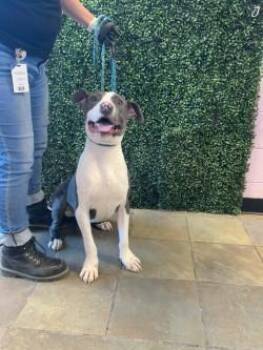 Mike* -  Pit Bull Terrier and Mixed Breed Dog for Adoption in El Paso, Texas - Mike* | PetCurious