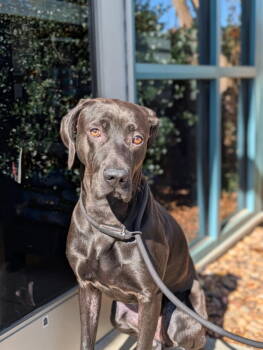 Rescue Labrador Retriever Dogs for Adoption in Chesterfield, Virginia - Dustin | PetCurious