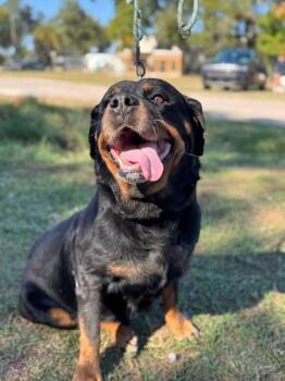 Rottweiler Dogs Available for Adoption - Holly Paws | PetCurious
