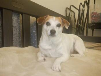 Chihuahua Dogs Available for Adoption - ECLAIR | PetCurious