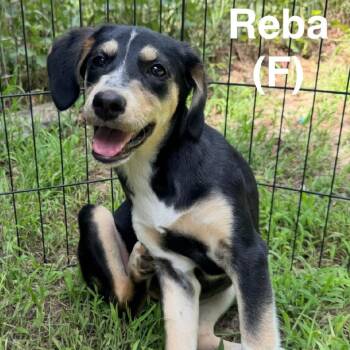 Reba -  Hound and Labrador Retriever Dog for Adoption in Wadena, Minnesota - Reba | PetCurious