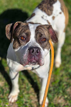 Rescue Mixed Breed Dogs for Adoption in Cincinnati, Ohio - Cheeky | PetCurious