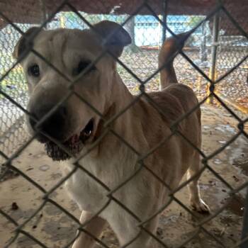 Rescue Mixed Breed Dogs for Adoption in Gadsden, Alabama - ELM 36 | PetCurious