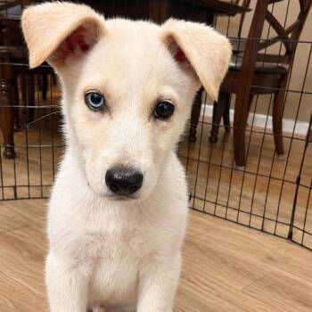 Alvin -  Mixed Breed Dog for Adoption in Buffalo, Minnesota - Alvin | PetCurious