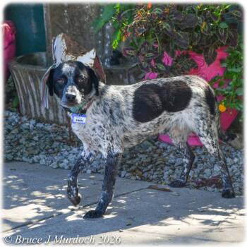 Emeril -  Australian Cattle Dog Blue Heeler Dog for Adoption in Wake Forest, North Carolina - Emeril | PetCurious