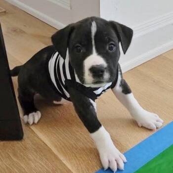 Pit Bull Terrier Dogs Available for Adoption - Ford | PetCurious