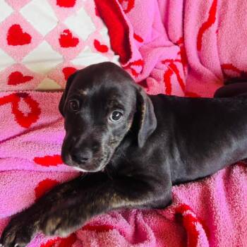 Terrier Dogs Available for Adoption - Ace | PetCurious